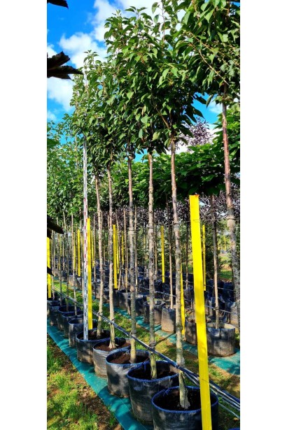 Сакура мелкопильчатая Аманогава - 65л/вис.340-360см/Ø40-50см/ШТАМБ 220-230см/обхват 14-16см